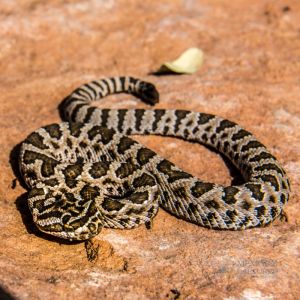 zion rattlesnake (81).jpg